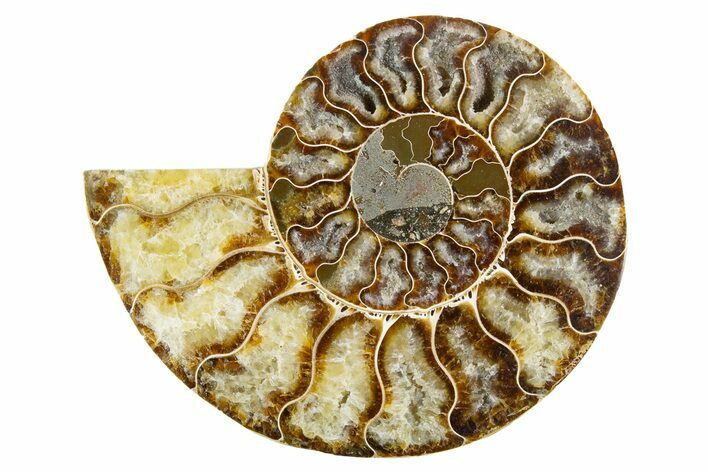 Cut & Polished Ammonite Fossil (Half) - Madagascar #346009